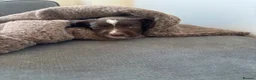 English Springer Spaniel dogs for sale: English springer spainel - Advert 4