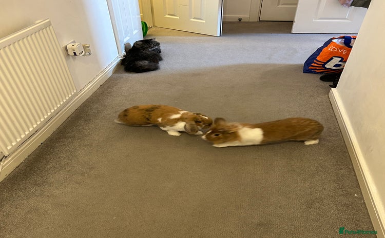 Mixed Breed rabbits - Advert 1