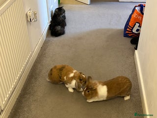 Mixed Breed rabbits - Advert 15