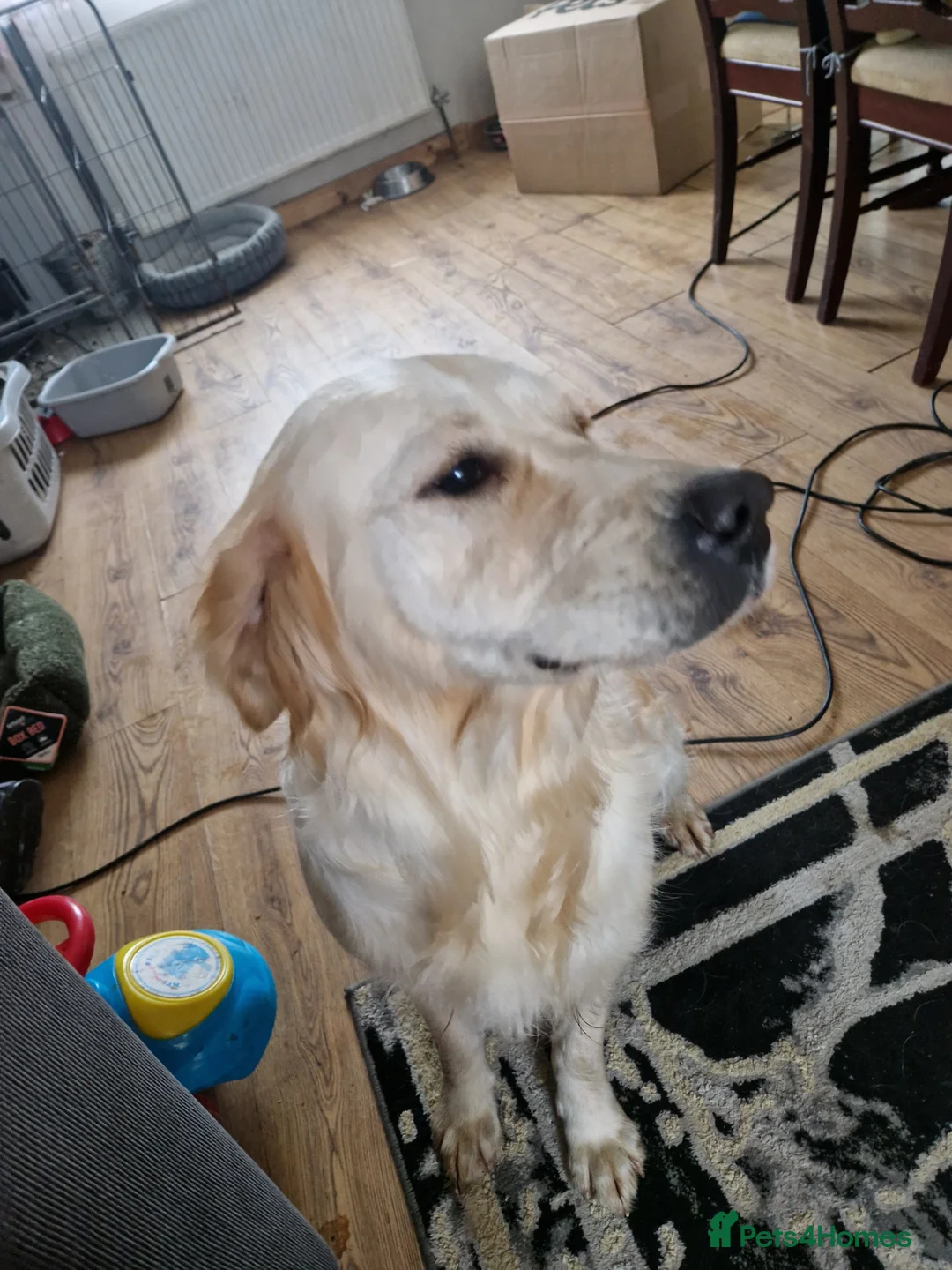 Golden Retriever dogs for sale: Kc Golden Retriver - Advert 6