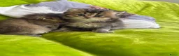 British Longhair cats for sale: British Longhair Kittens in London - Advert 29