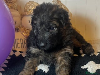 German Shepherd dogs Outstanding long haired Gsd pups for sale - Advert 17