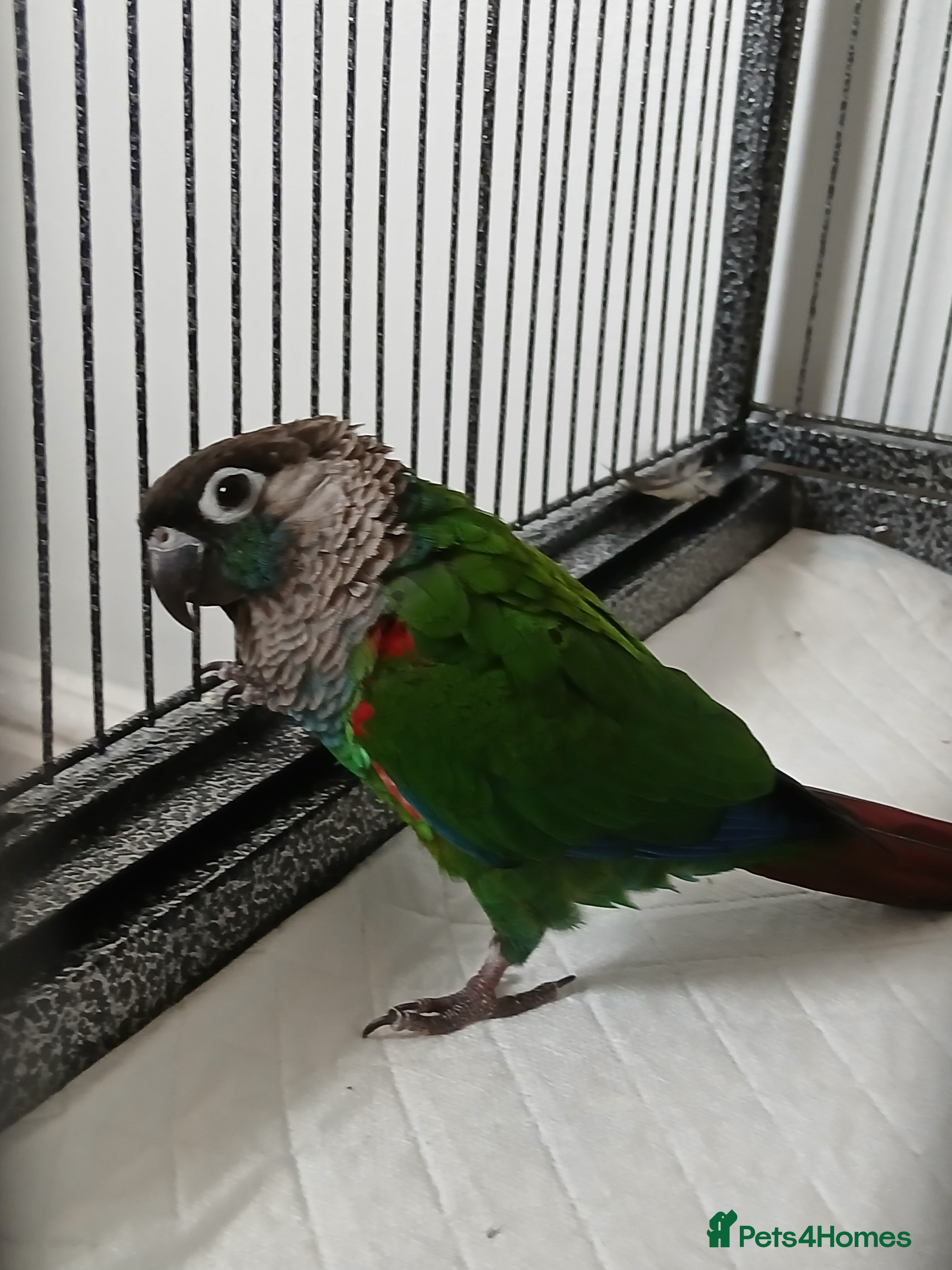 Parrots birds Pearly parakeet/conure (Pyrrhura perlata) - Advert 1