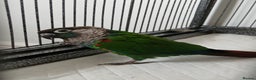 Parrots birds for sale: crimson-bellied parakeet (Pyrrhura perlata) - Advert 1