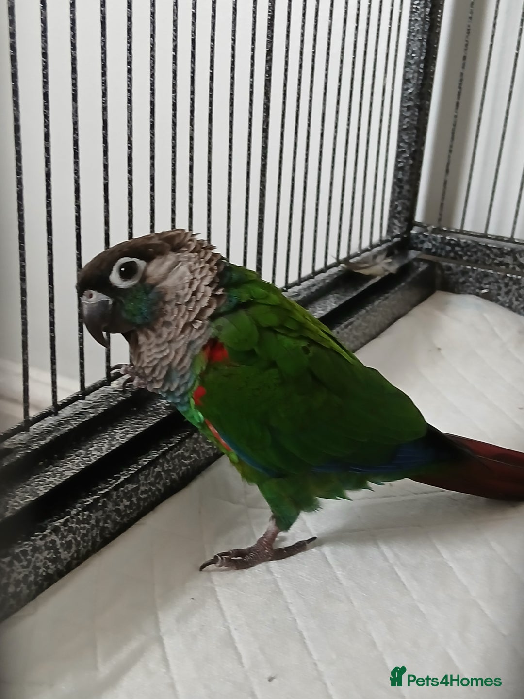 Parrots birds for sale: crimson-bellied parakeet (Pyrrhura perlata) - Advert 1