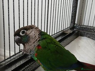 Parrots birds crimson-bellied parakeet (Pyrrhura perlata) - Advert 2