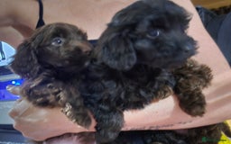 Shihpoo dogs for sale: Shihtzu x poodle  - Advert 5