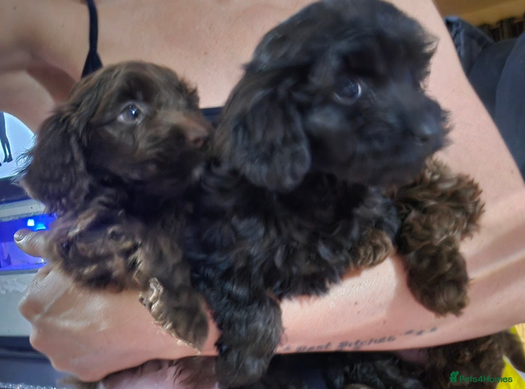Shihpoo dogs for sale: Shihtzu x poodle  - Advert 5