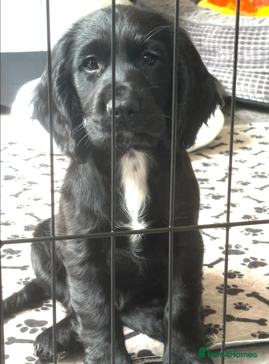 Cocker Spaniel dogs for sale: 2 Black Cocker Spaniel Girls READY TO LEAVE! - Advert 2