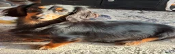 Miniature Dachshund dogs for sale: Stunning long haired Dachshunds  - Advert 3