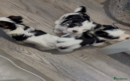 Biewer Terrier dogs for sale: Yorkshire terrier  - Advert 19