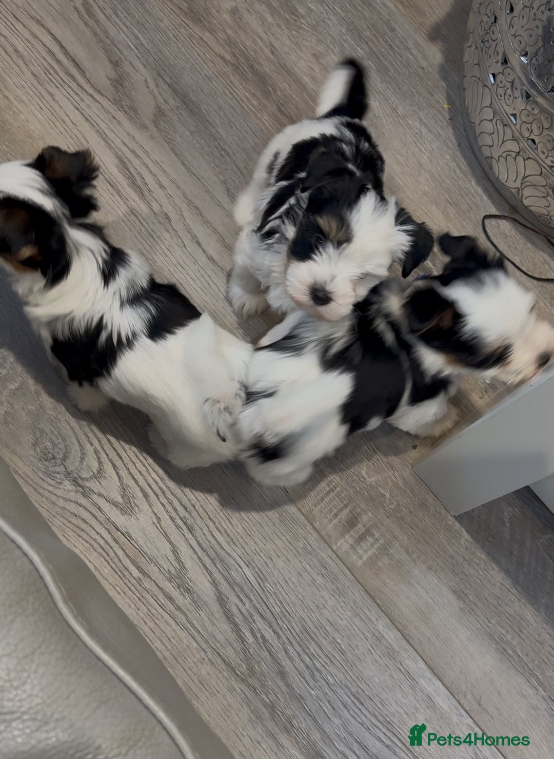 Biewer Terrier dogs for sale: Yorkshire terrier  - Advert 19