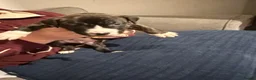 Mixed Breed dogs for sale: Beautiful English Bull Terrier cross Staffy - Advert 4