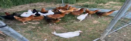 Chickens poultry for sale: 17 weeks old point of lay hens for sale  in London - Advert 4