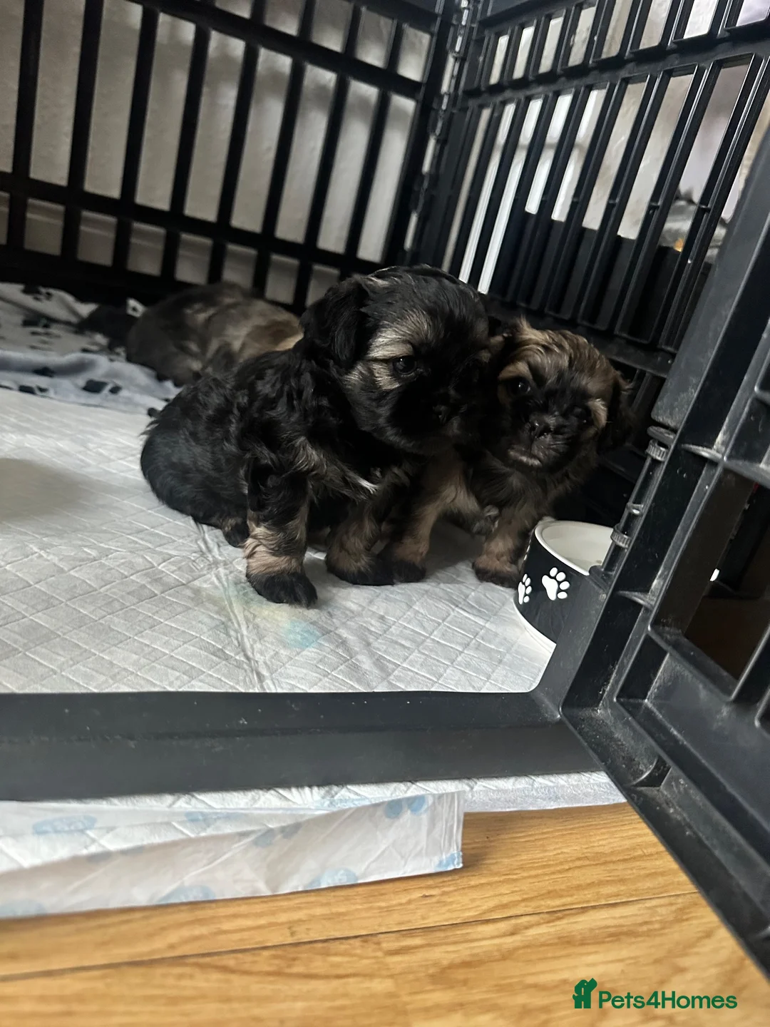 Shihpoo dogs for sale: Shih-poo - Advert 2
