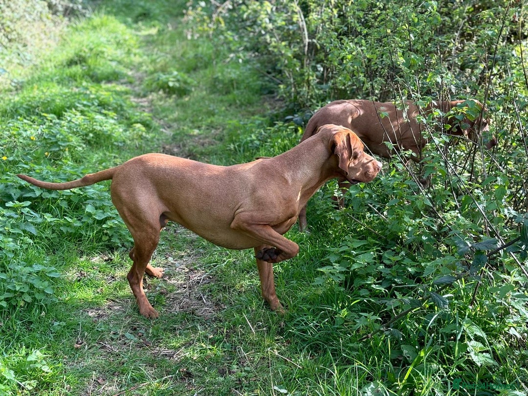 Mixed Breed dogs for sale: Vizla x Fox Red Lab (75/25) Puppies - Image 30