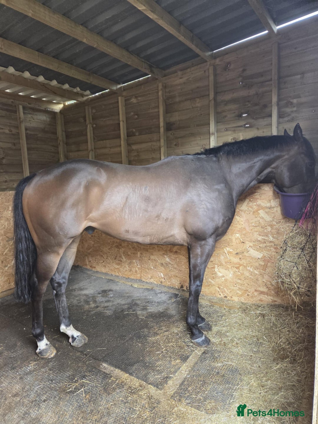 Irish Thoroughbred horses for sale: 15.2 5yr old Bay Gelding  - Image 1