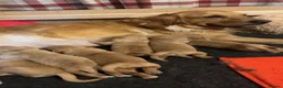 Golden Retriever dogs for sale: Pedigree Golden Retriever Puppies  - Advert 21
