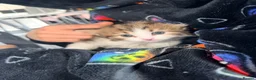 Mixed Breed cats for sale: Two female calico x ragdoll x persian kittens - Advert 6