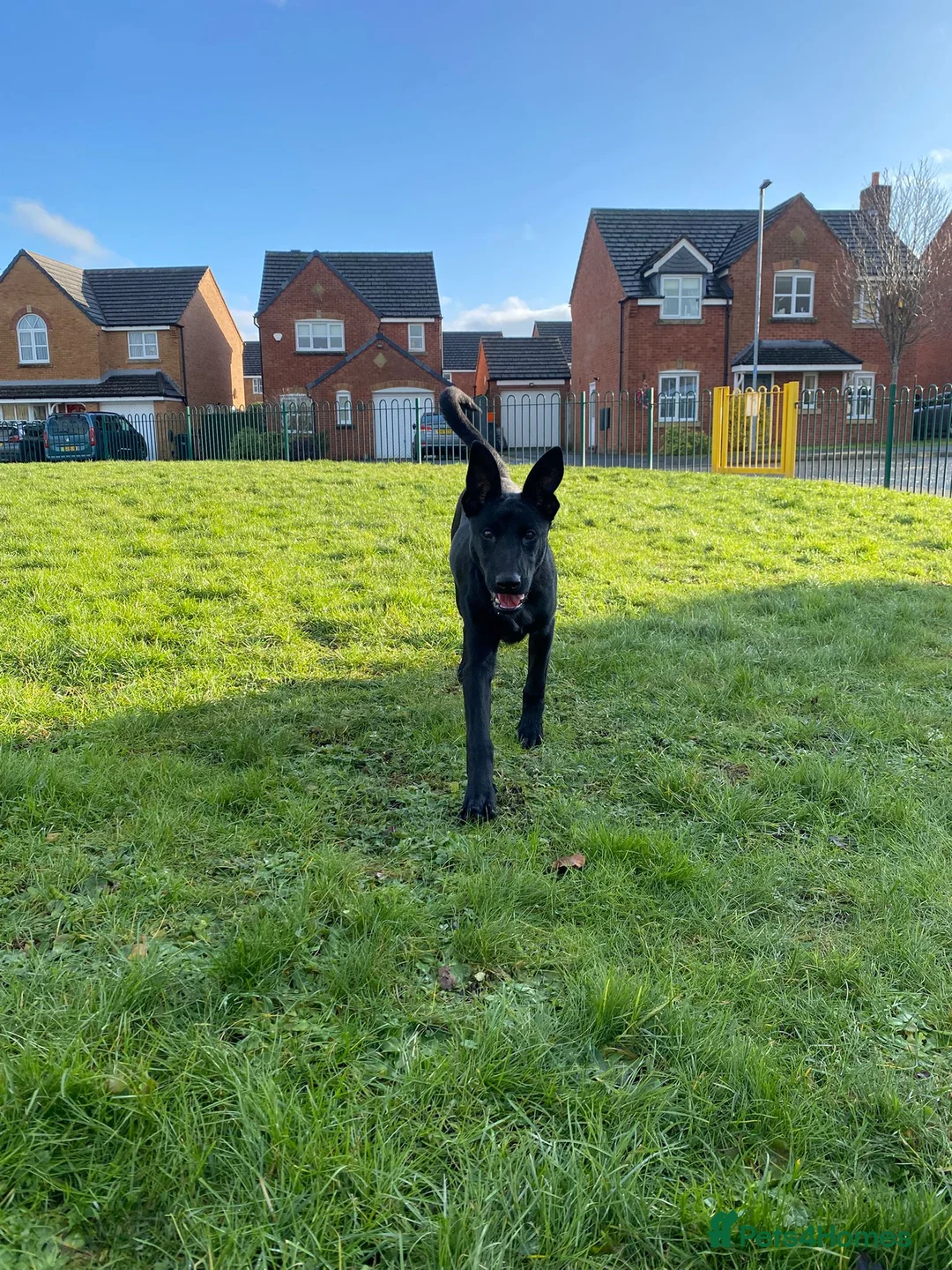 Belgian Shepherd Dog dogs for sale: Storm - Advert 3