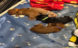 Cockapoo dogs for sale: Cockapoo for sale - Image 3