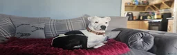 Mixed Breed dogs for sale: Marshal - PLEASE READ DESCRIPTION  - Advert 2