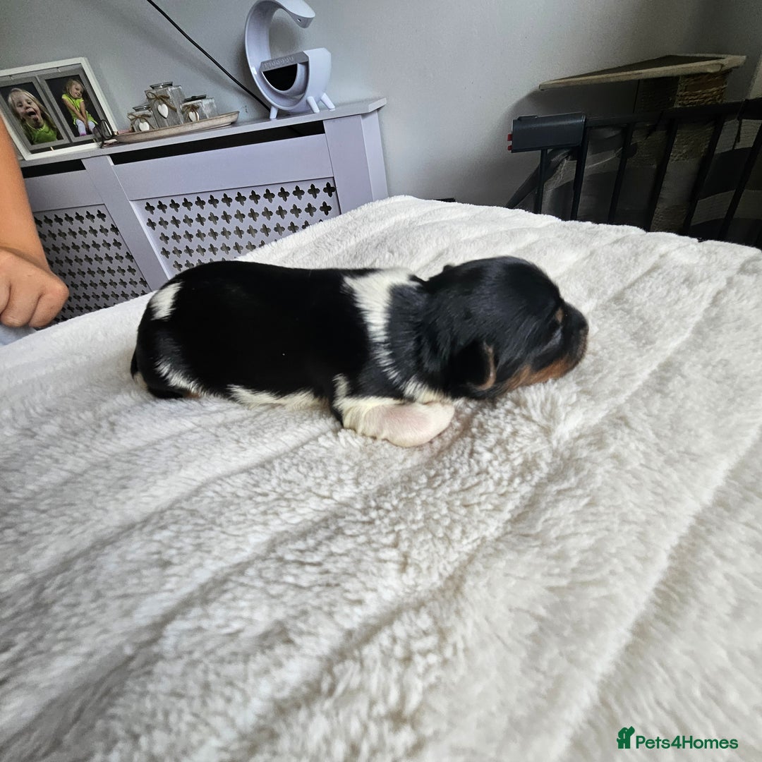Yorkshire Terrier dogs for sale: 5 szczeniąt York terrier (Biewer) - Image 16