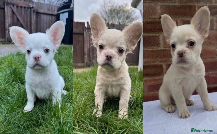 French Bulldog dogs REDUCED! Fluffy French Bulldog Puppies  - Advert 10
