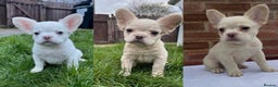 French Bulldog dogs for sale: REDUCED! Fluffy French Bulldog Puppies  - Advert 11