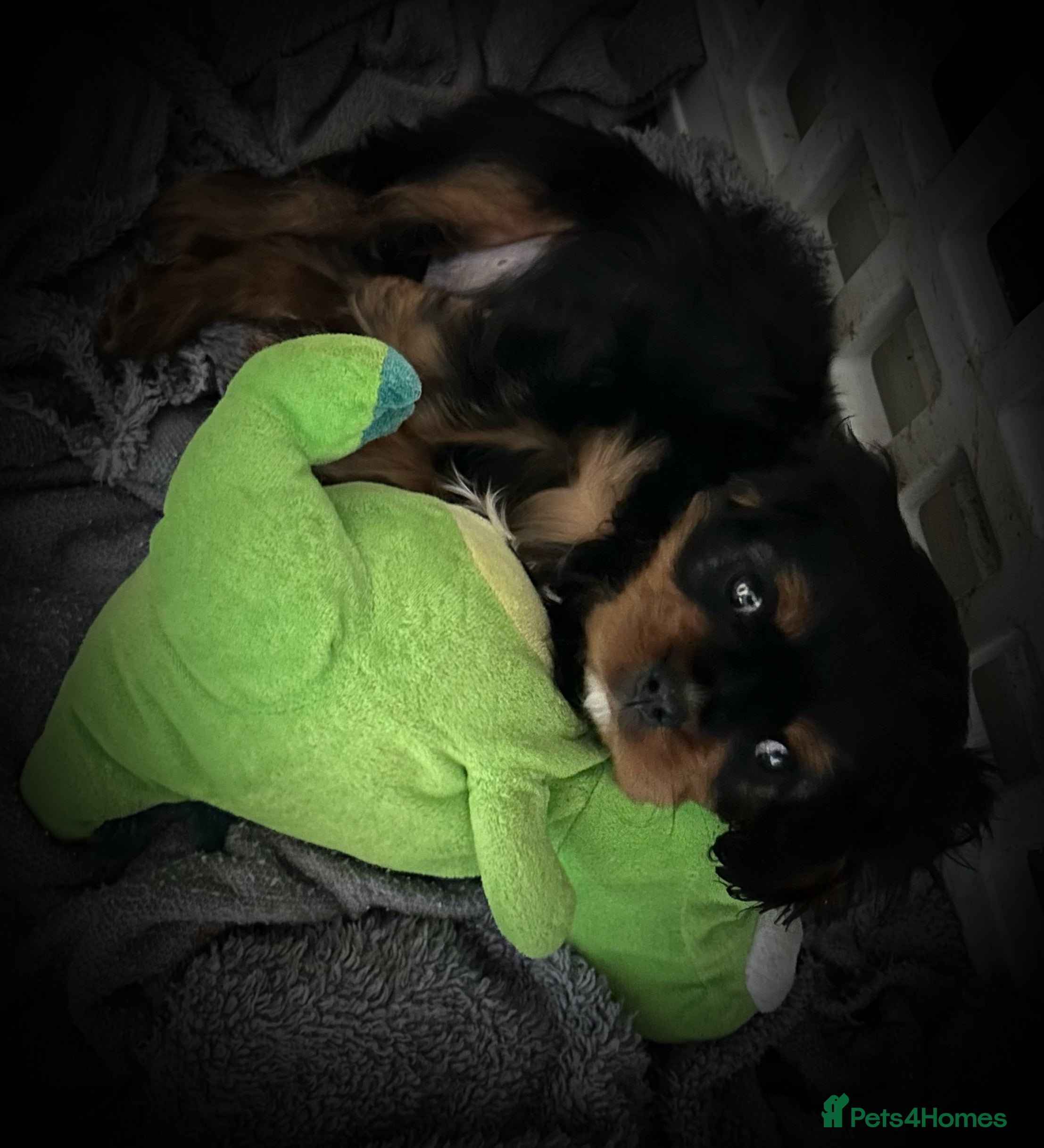 Cavalier King Charles Spaniel dogs Cavalier baby boy  - Advert 17