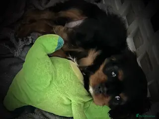 Cavalier King Charles Spaniel dogs Cavalier baby boy - Advert 17