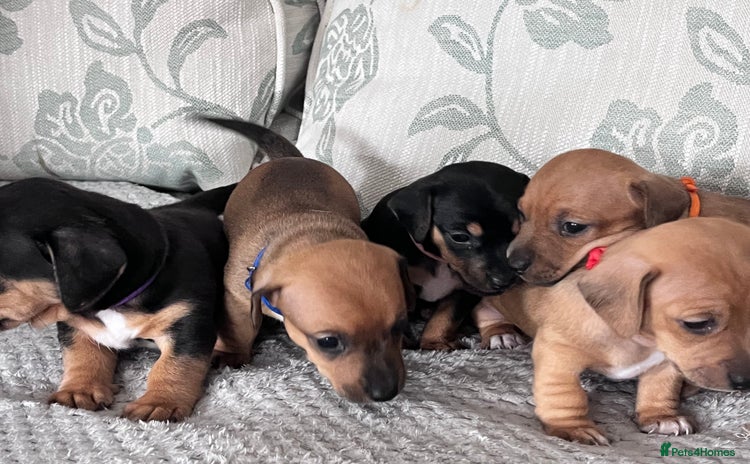 Mixed Breed dogs - Advert 8