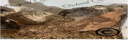 Quail poultry for sale:  Coturnix Quail Hatching eggs  - Advert 2