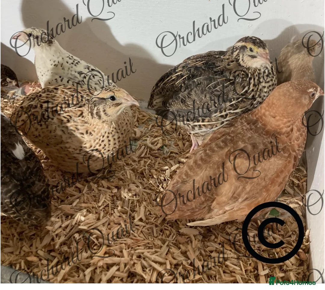 Quail poultry for sale:  Coturnix Quail Hatching eggs  - Advert 2