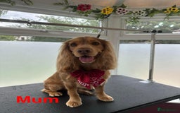 Cocker Spaniel dogs for sale: Cocker Spaniel Puppies - Image 1