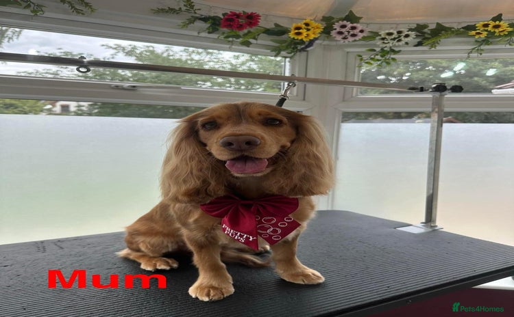 Cocker Spaniel dogs - Advert 2