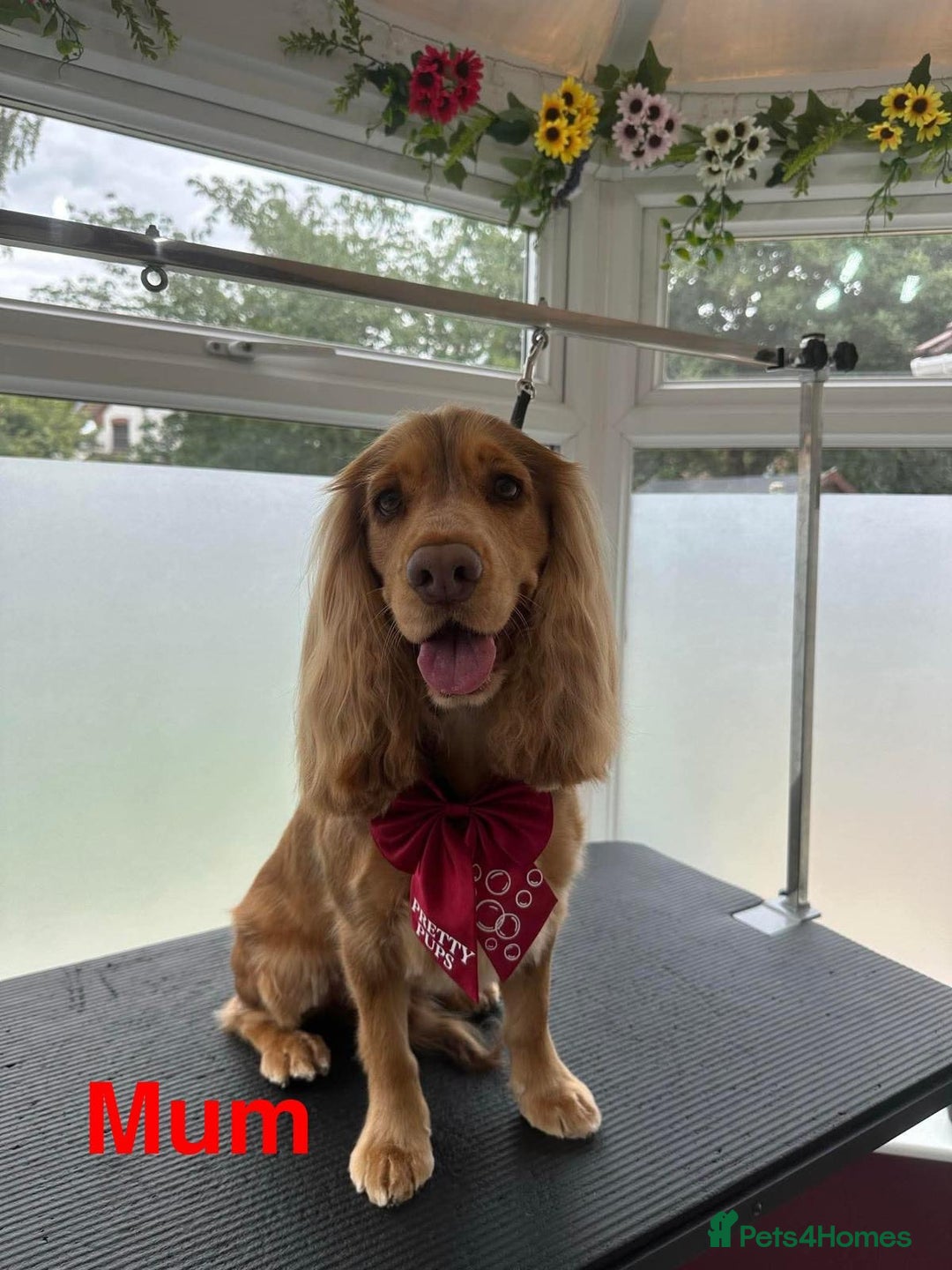 Cocker Spaniel dogs for sale: Cocker Spaniel Puppies - Image 1