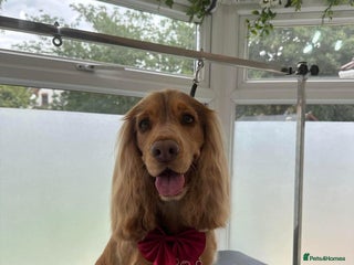 Cocker Spaniel dogs - Advert 4