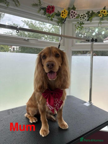 Cocker Spaniel dogs - Advert 2