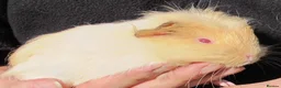 Guinea Pig rodents for sale: long haired guinea pigs - Advert 6