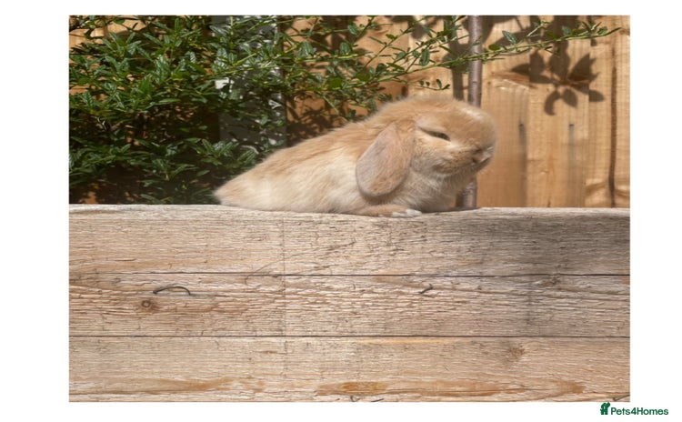 Mini Lop rabbits - Advert 4