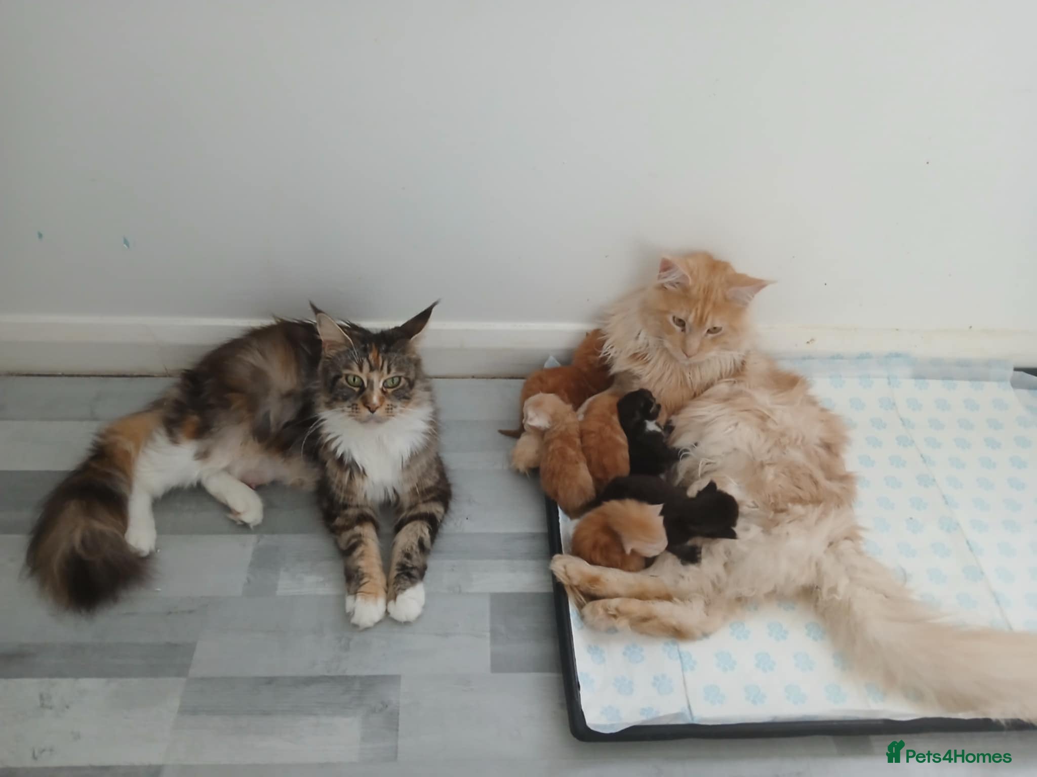 Maine Coon cats beautiful Maine coon - Advert 2