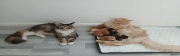 Maine Coon cats for sale: beautiful Maine coon - Advert 1