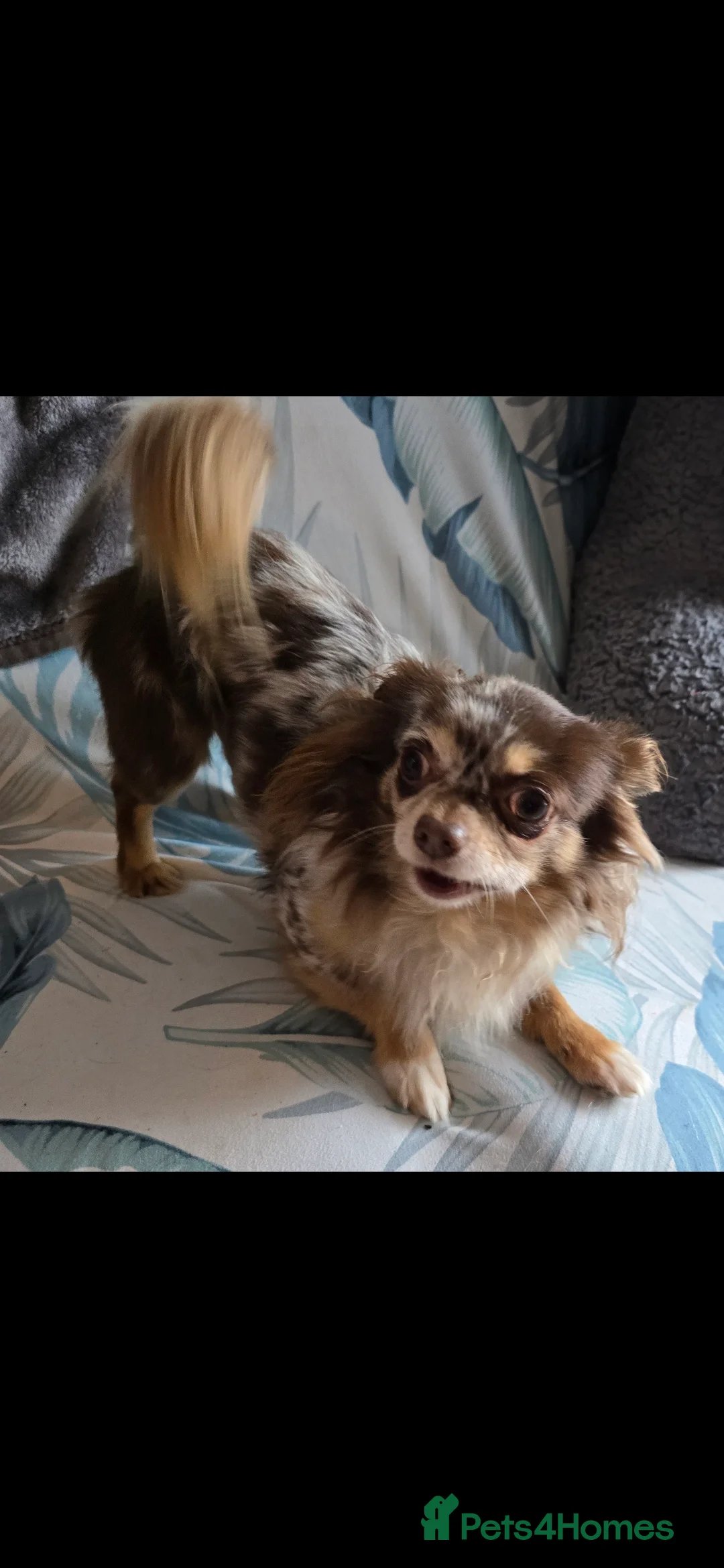 Chihuahua dogs for stud: Merle long haired Chihuahua Stud in Nottingham - Advert 10