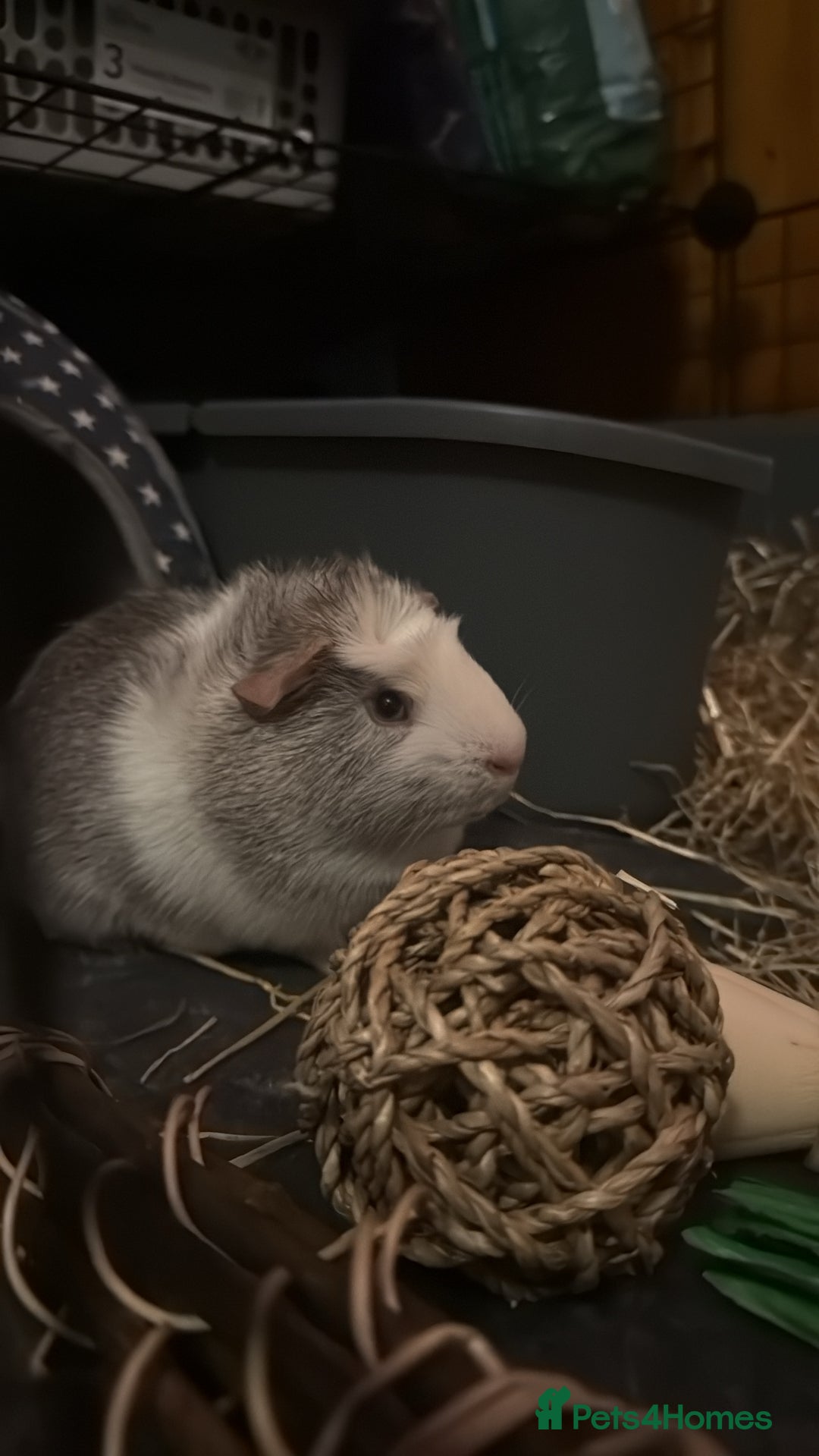 Guinea Pig rodents for sale: 2 male guinea pigs - Image 3