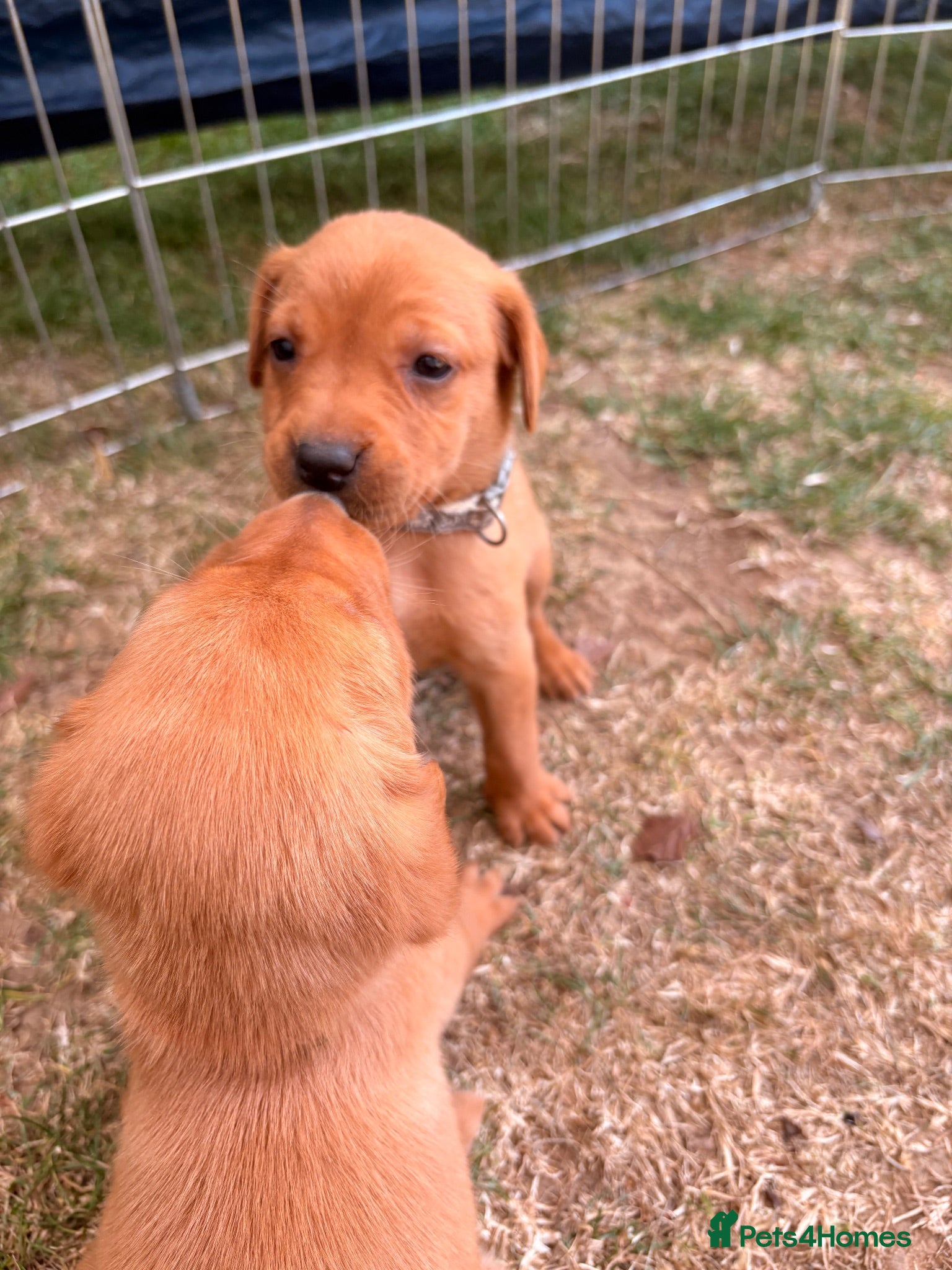 Labrador Retriever dogs Beautiful Pedigree Fox Red Labrador Puppies - Advert 2
