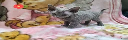 Devon Rex cats for sale: DEVOTED DEVONS  - Advert 30