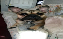 Mixed Breed dogs for sale: Chihuahua with a bit of French Bulldog puppies - Advert 23