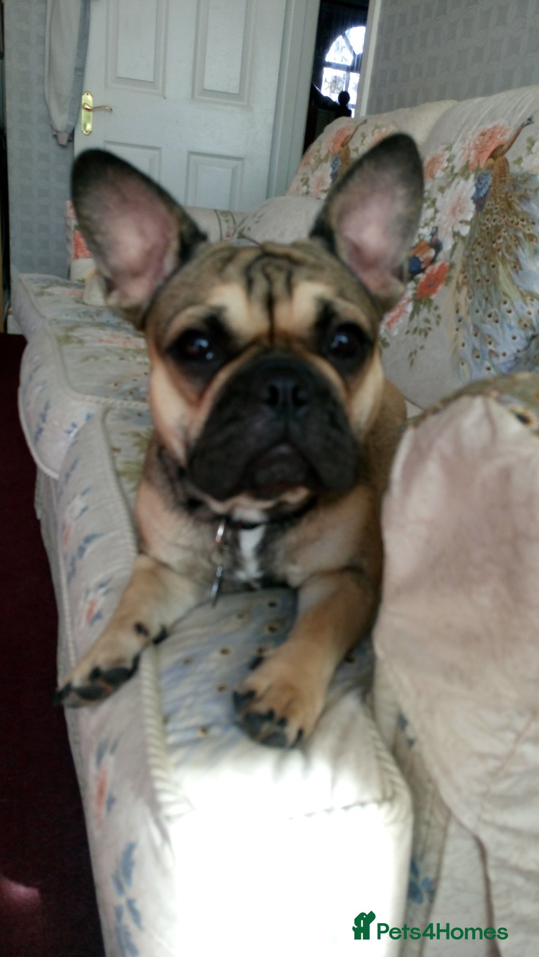 Mixed Breed dogs for sale: Chihuahua with a bit of French Bulldog puppies - Advert 23