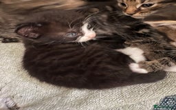 British Shorthair cats for sale: 3 little boy kittens  - Image 3